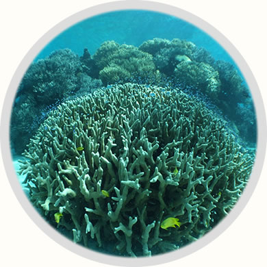 地域活動海ガメ、サンゴ保全活動と
